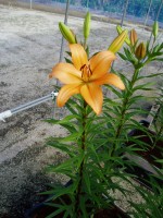 [1670 IndianDiamond No02.JPG]